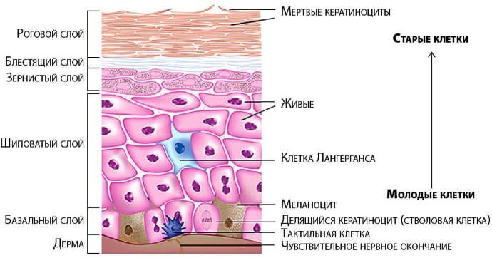 Шелушение кожи - причины появления, симптомы заболевания, диагностика и способы лечения